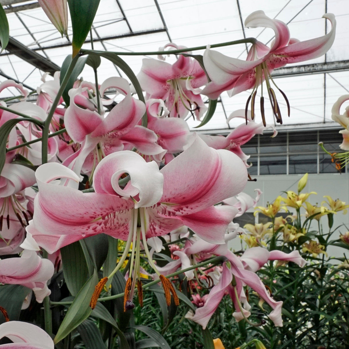 Lilium Anastasia - roze lelie - Fluwel