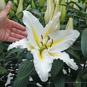 Lilium Baferrari - Lilies - Fluwel