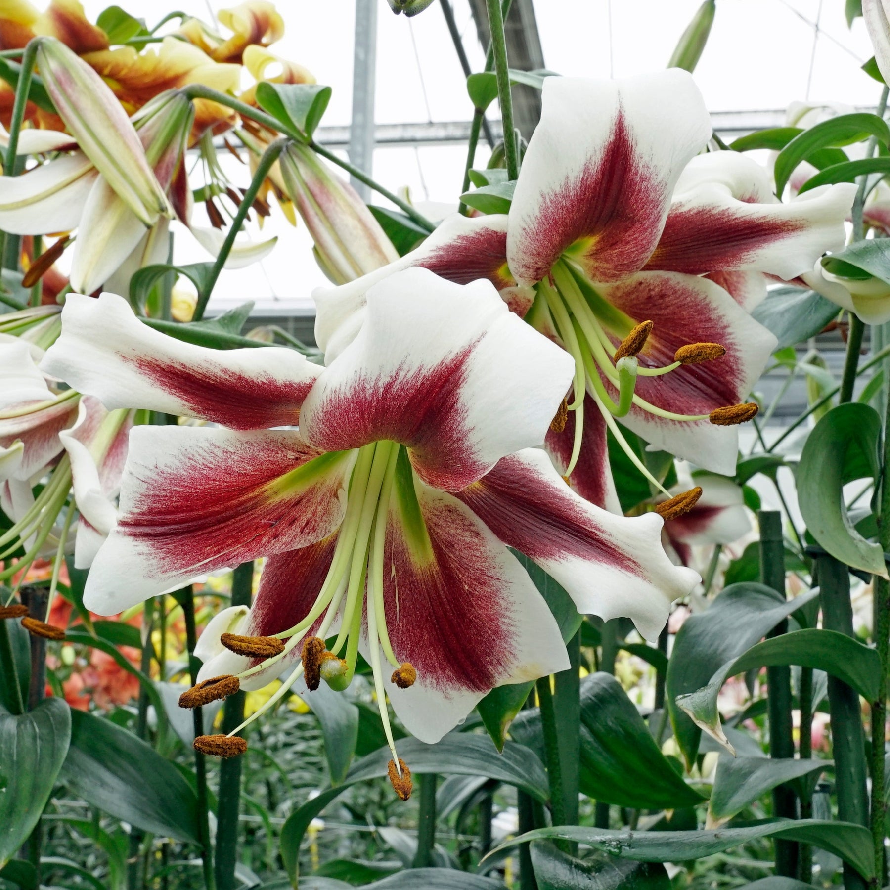 Lilium Beverly Dreams - Lilies - Fluwel