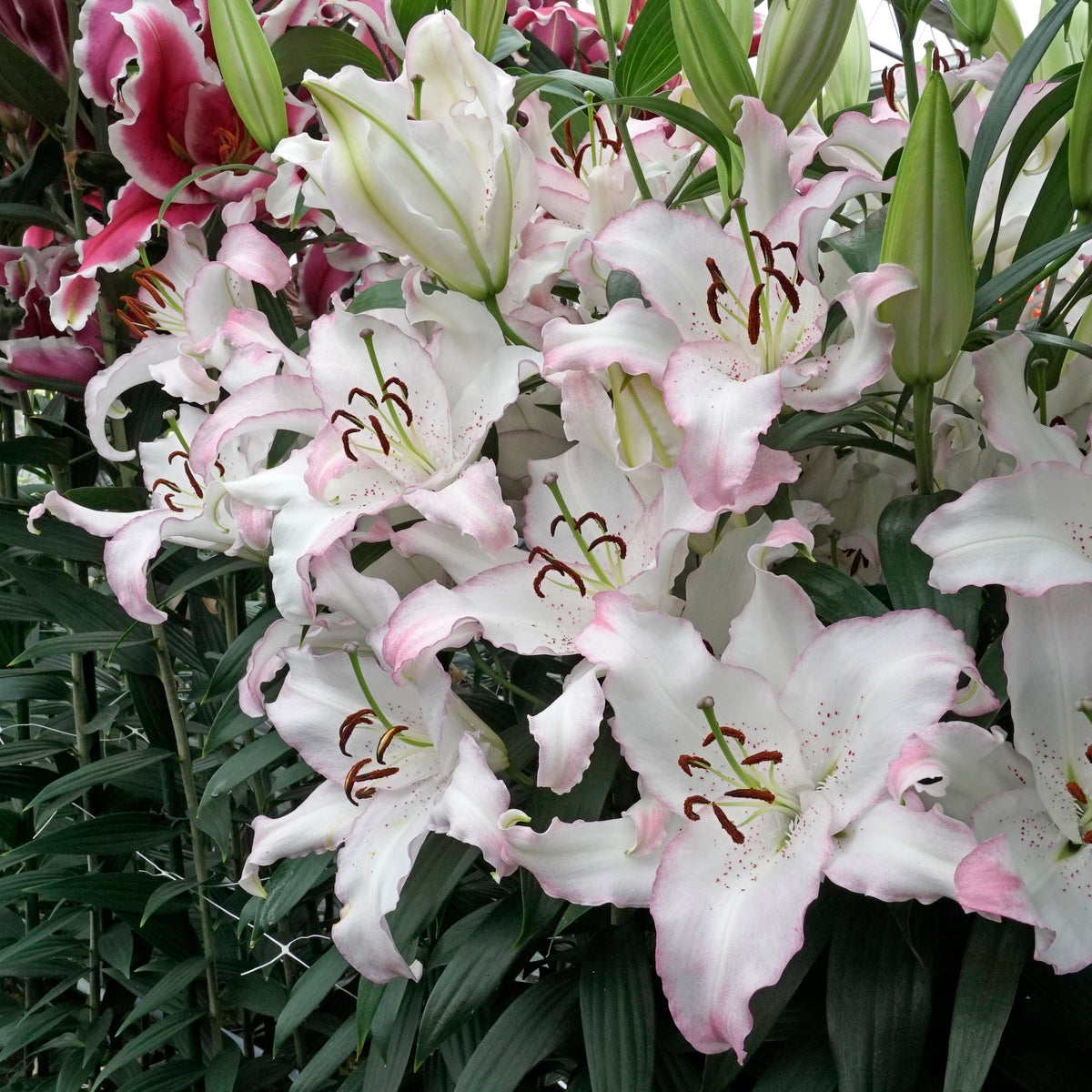Lilium Brasilia - meerkleurige lelie - Fluwel