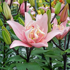 Lilium Elodie - Lilies - Fluwel