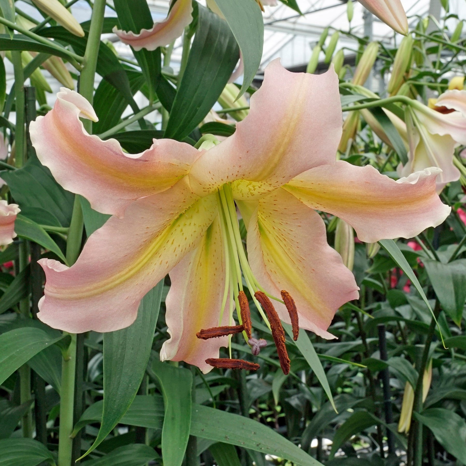Lilium Elusive - Lilies - Fluwel