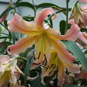 Lilium Elusive - Lilies - Fluwel