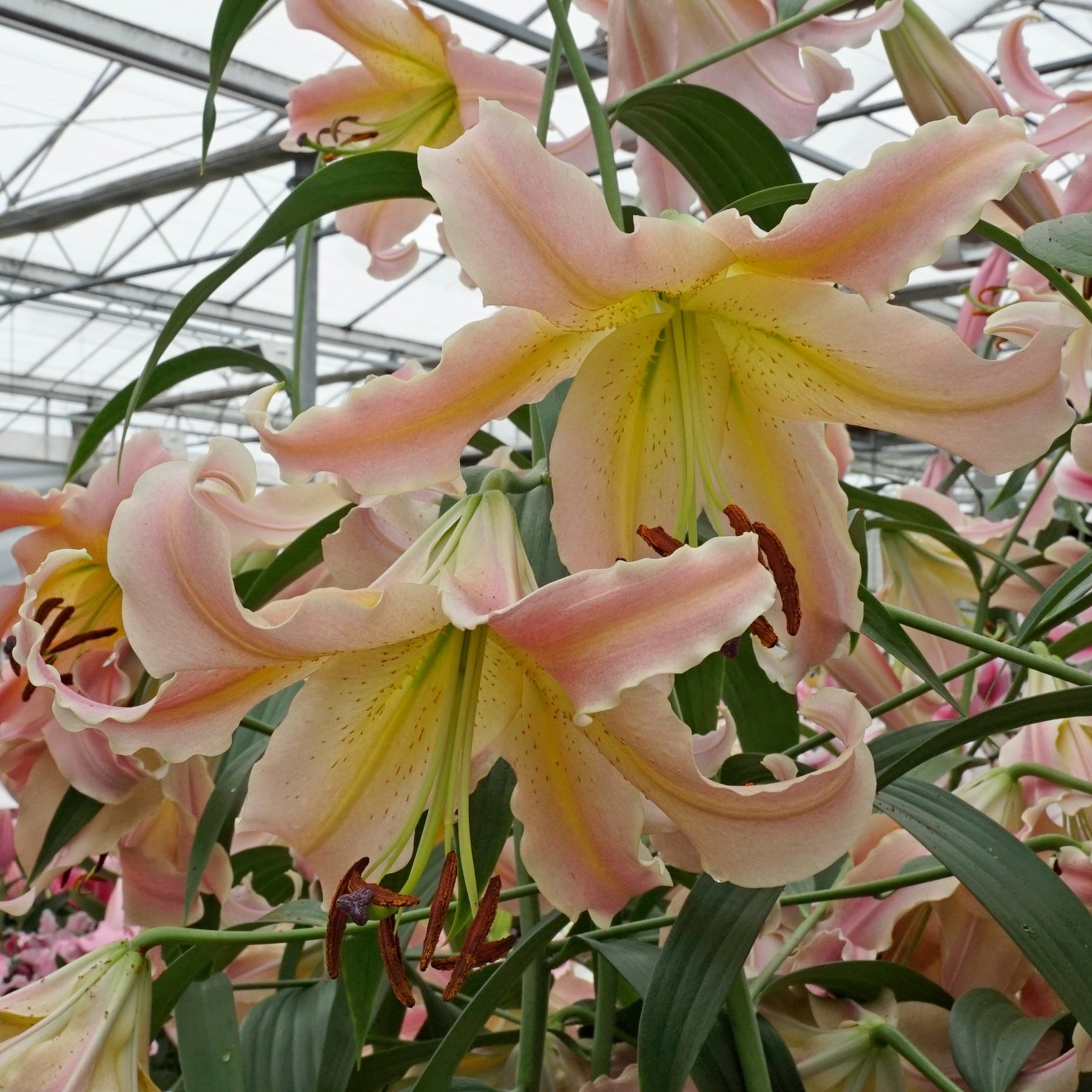 Lilium Elusive - Lilies - Fluwel
