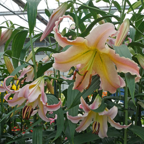 Lilium Elusive - Lilies - Fluwel