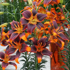 Lilium Forever Susan - Lilies - Fluwel