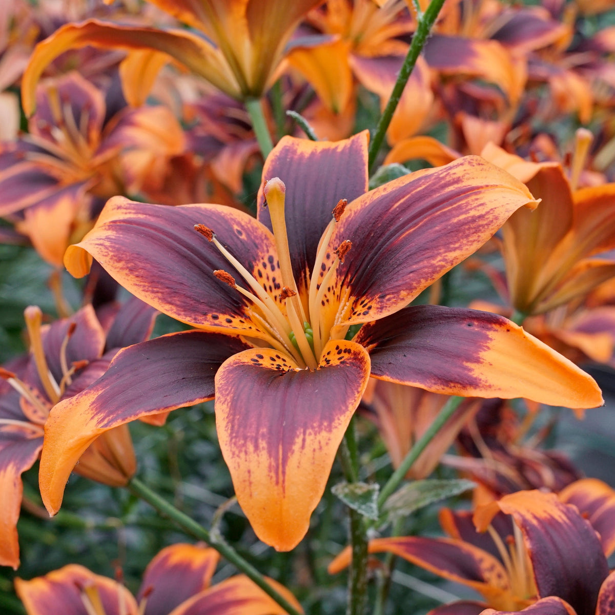 Lilium Forever Susan - Lilies - Fluwel