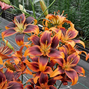 Lilium Forever Susan - Lilies - Fluwel