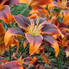Lilium Forever Susan - Lilies - Fluwel