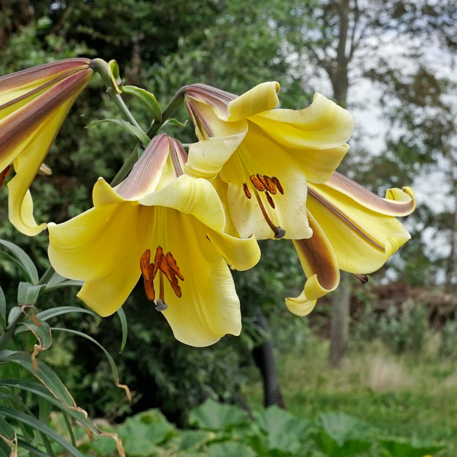Lilium Golden Splendor - Lilies - Fluwel
