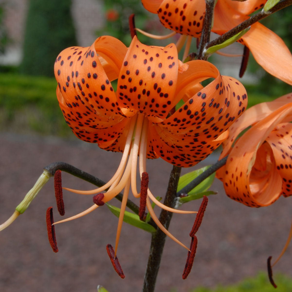Lilium lancifolium (tigrinum) - oranje lelie - Fluwel