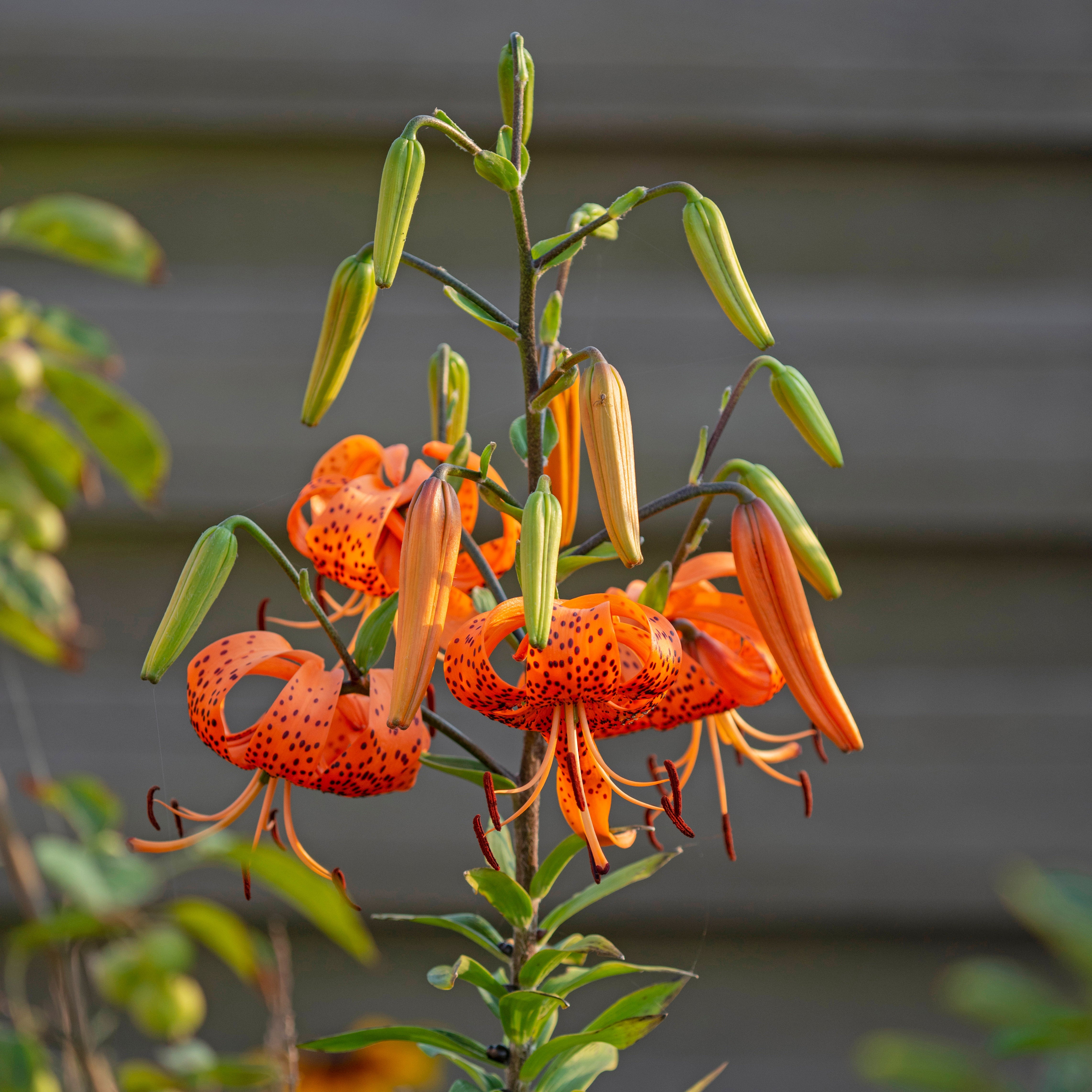 Lilium lancifolium (tigrinum) - Lilies - Fluwel