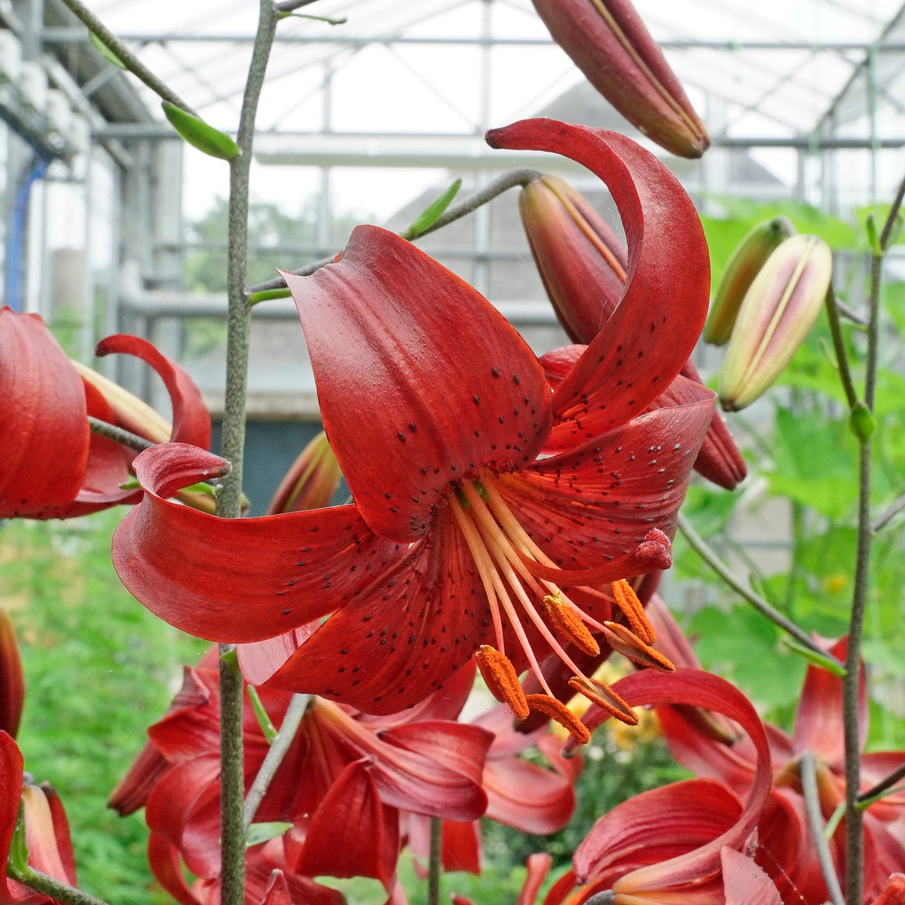 Lilium Red Velvet - Lilies - Fluwel