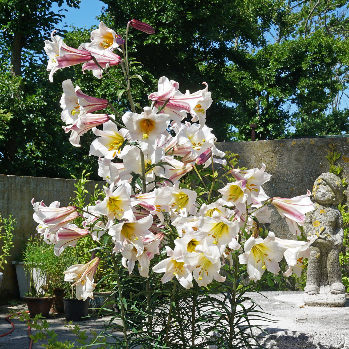 Lilium Regale - witte lelie - Fluwel