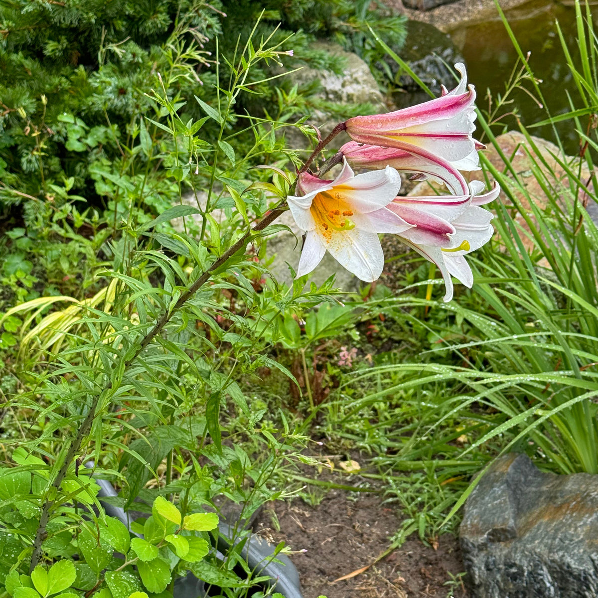 Lilium Regale - witte lelie - Fluwel