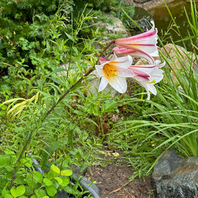 Lilium Regale - Lilies - Fluwel