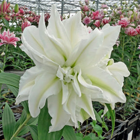 Lilium Roselily Edsilia - Lilies - Fluwel