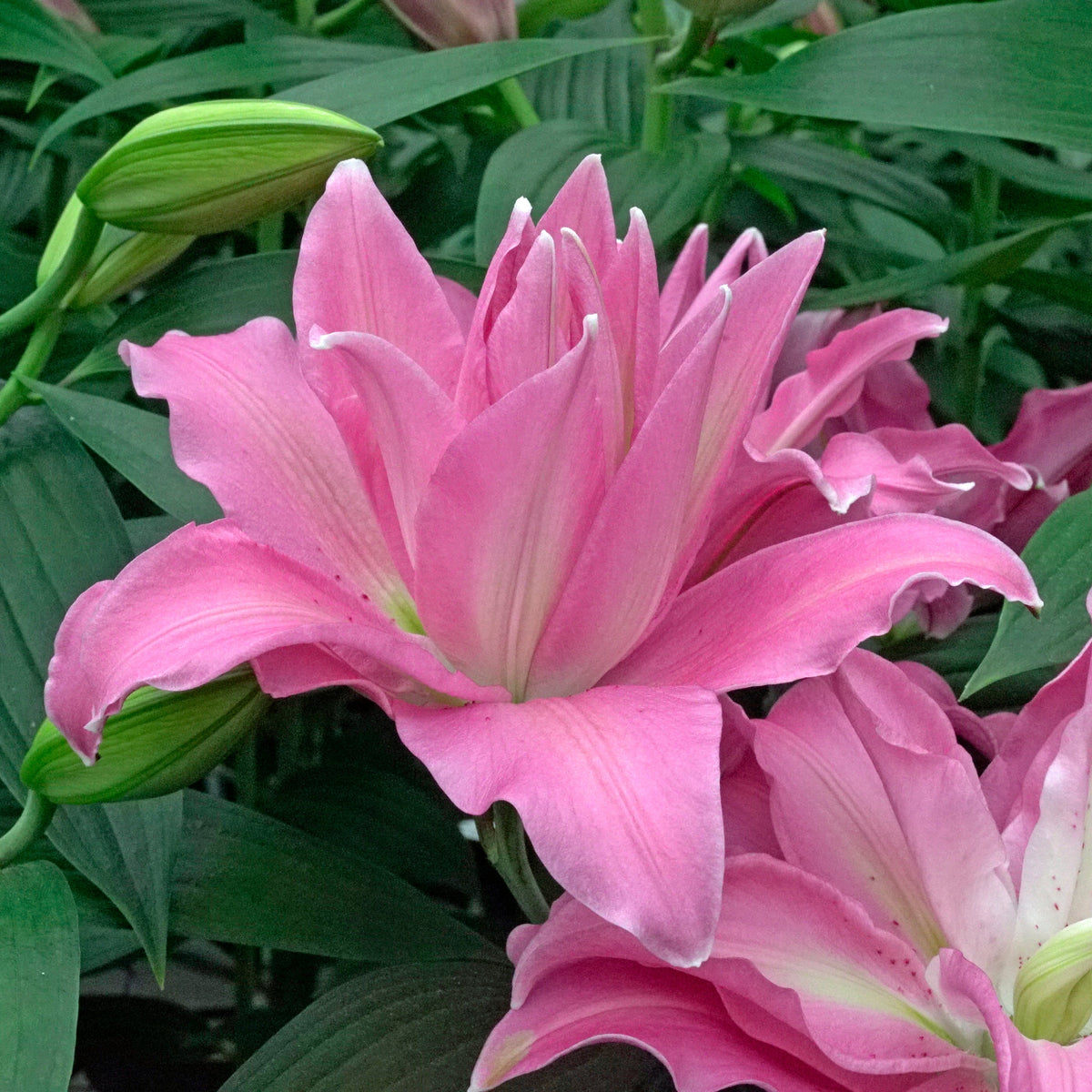 Lilium Roselily Gisella - Lilies - Fluwel