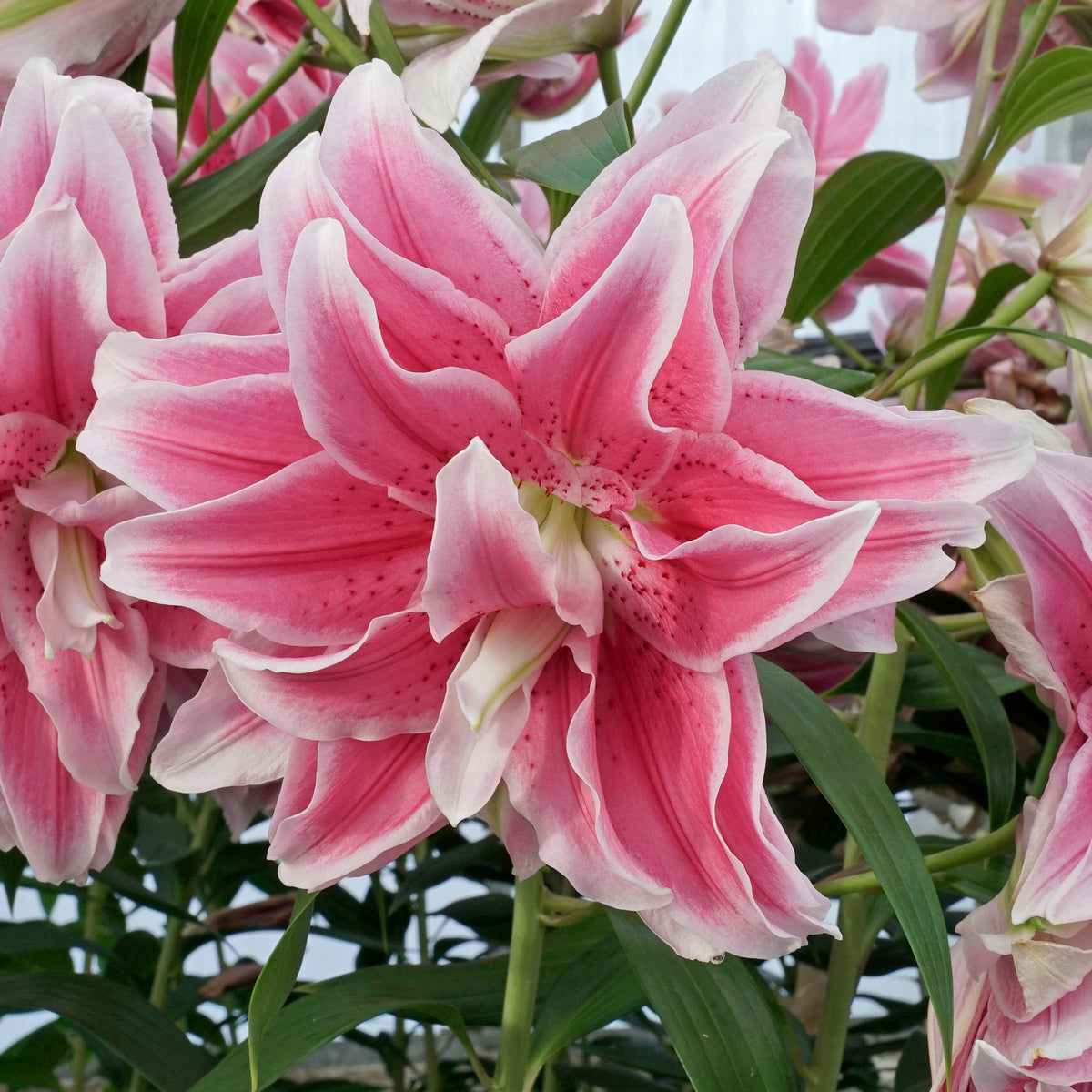 Lilium Roselily Isabella - roze lelie - Fluwel