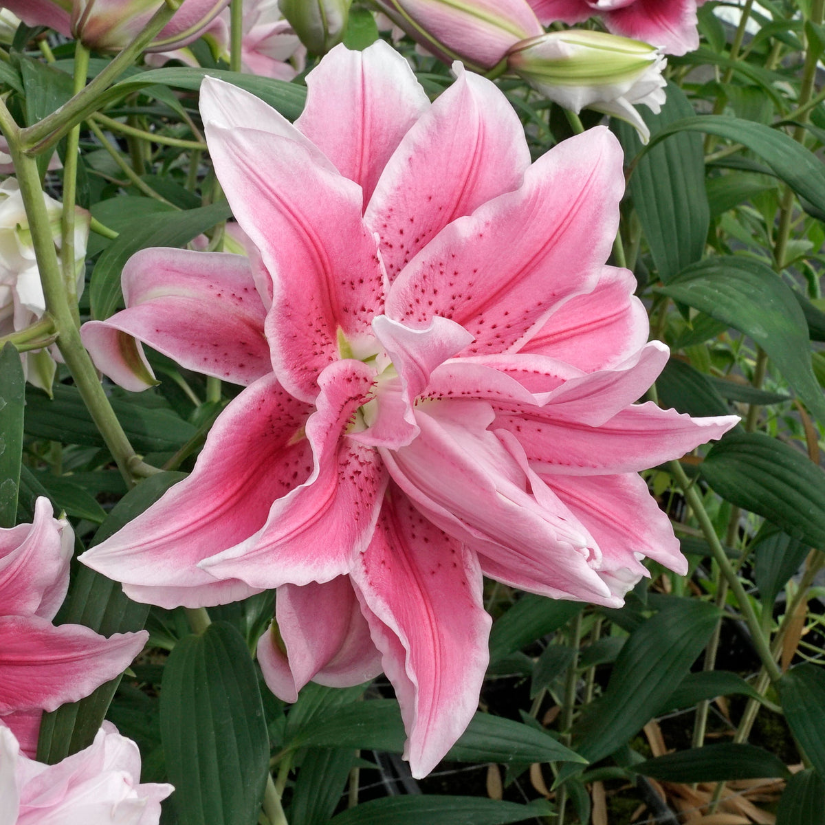 Lilium Roselily Isabella - roze lelie - Fluwel