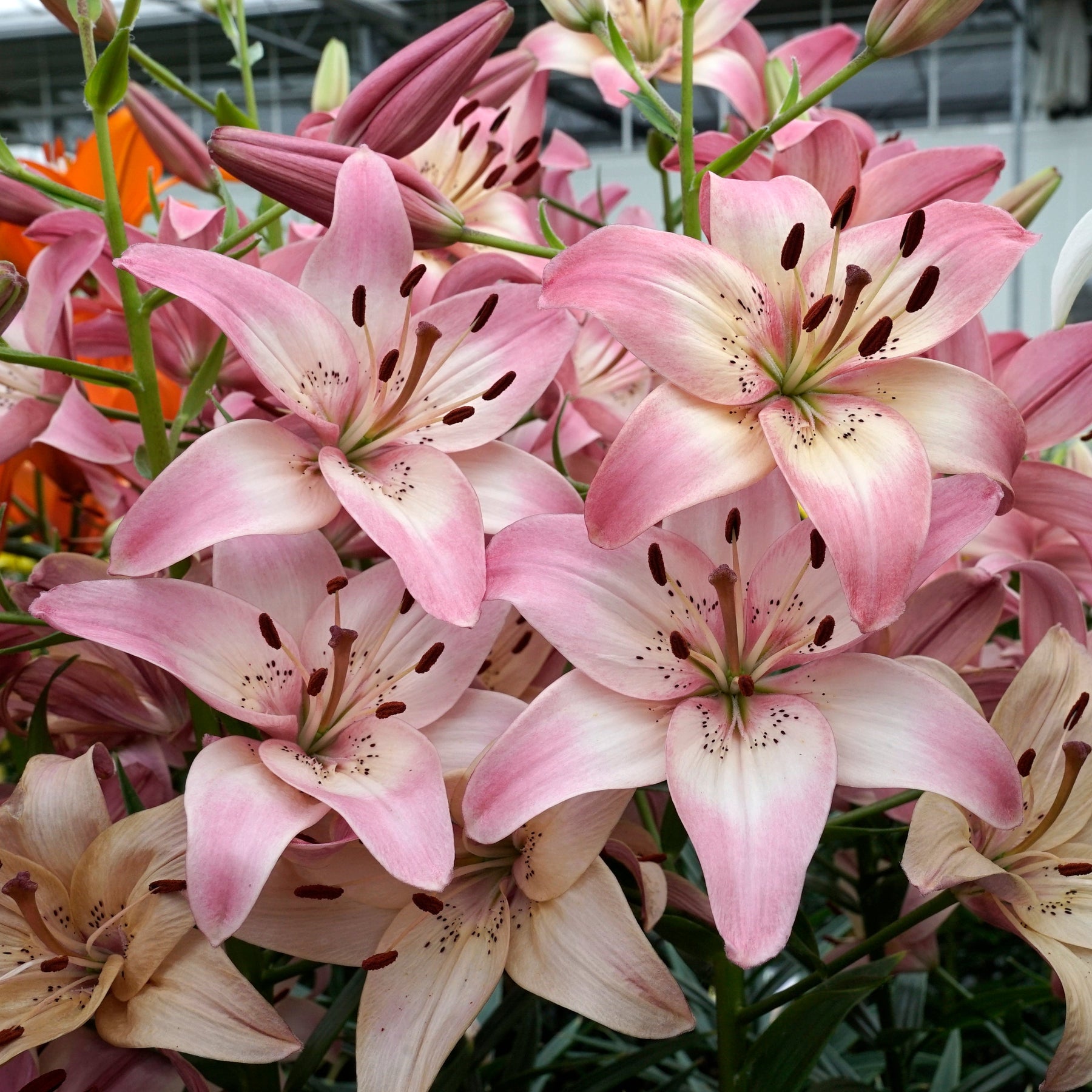Lilium Rosella's Dream - Lilies - Fluwel