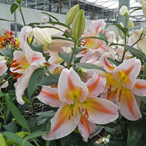Lilium Salmon Party - Lilies - Fluwel