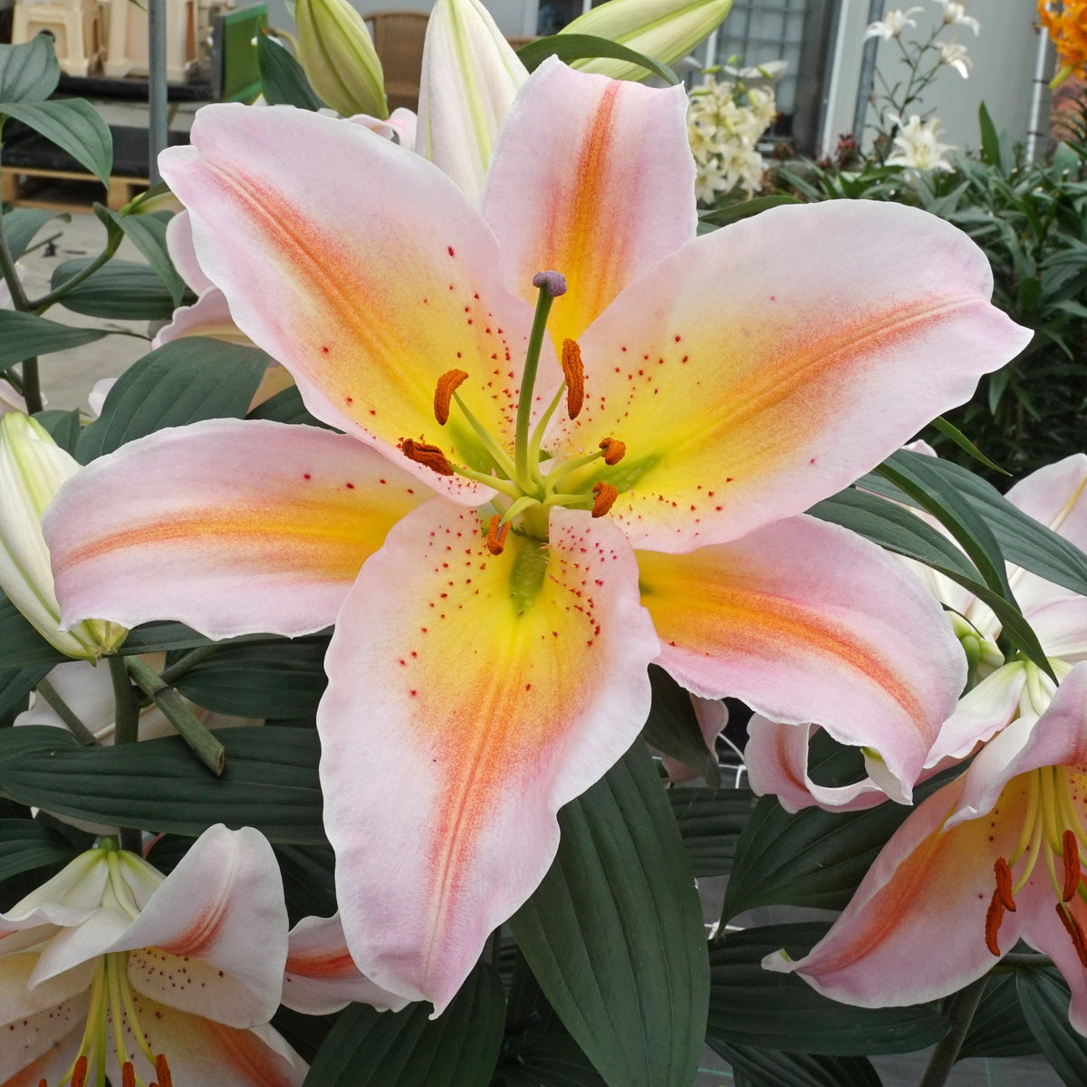 Lilium Salmon Party - Lilies - Fluwel