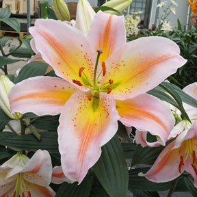 Lilium Salmon Party - Lilies - Fluwel