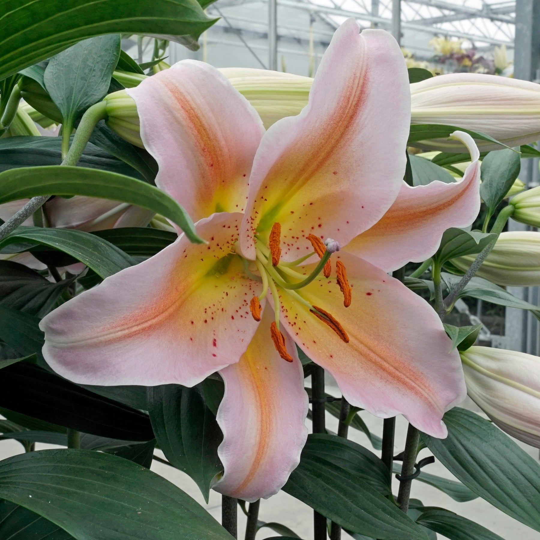 Lilium Salmon Party - Lilies - Fluwel