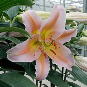 Lilium Salmon Party - Lilies - Fluwel