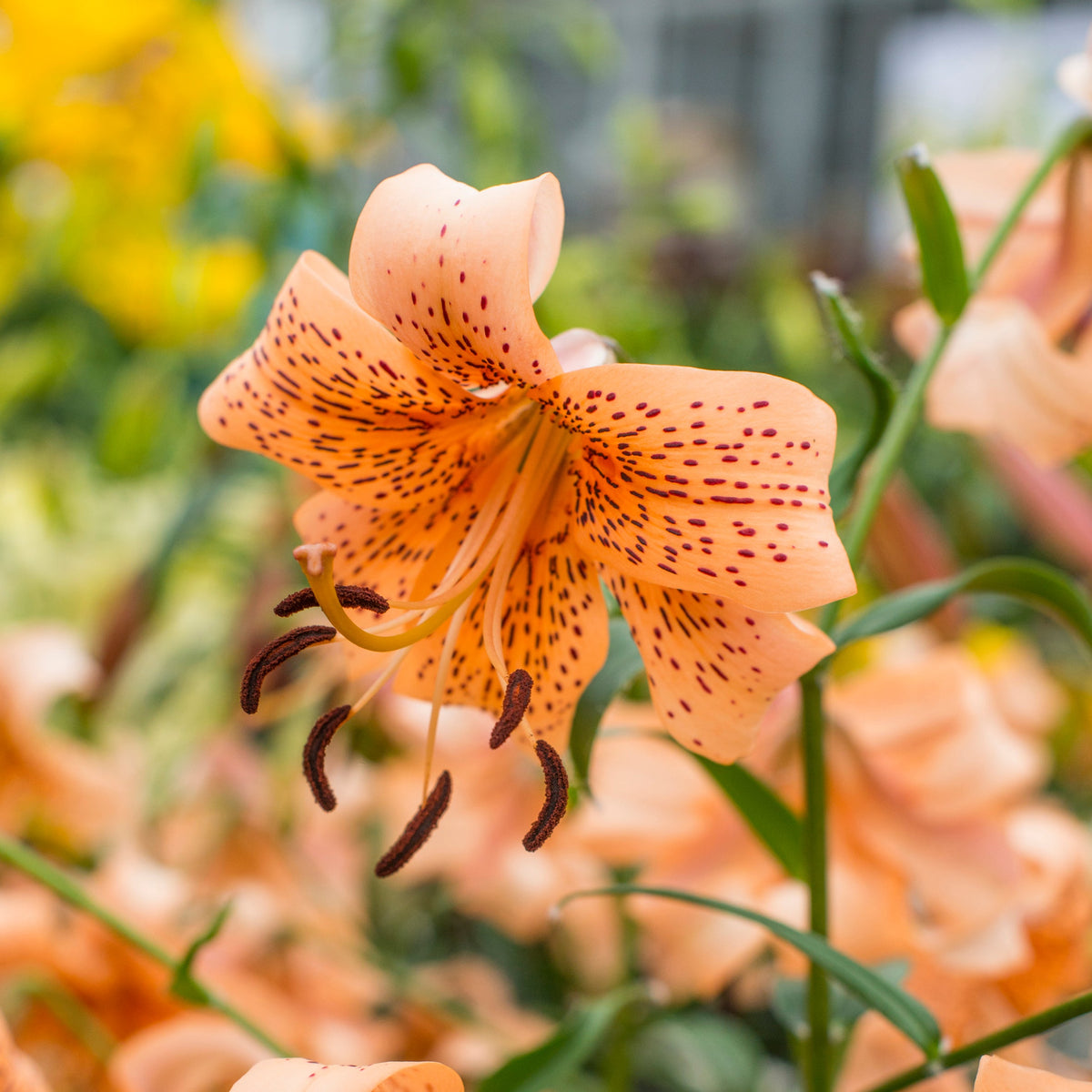 Lilium Tiger Babies - Lilies - Fluwel
