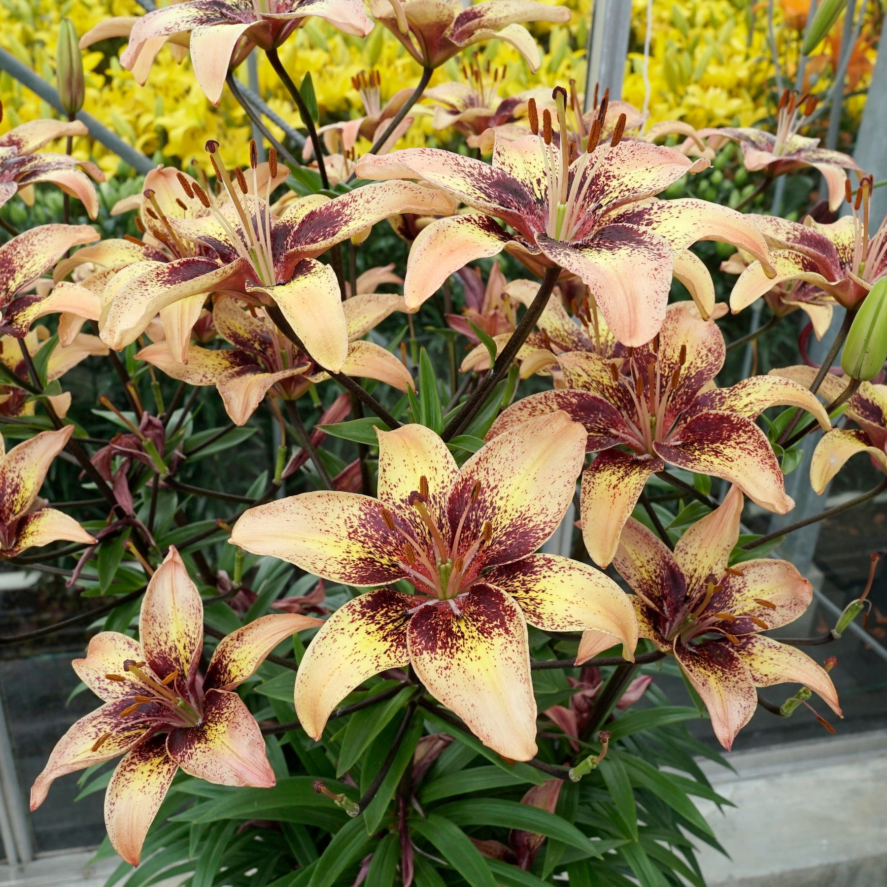 Lilium Tribal Dance - Lilies - Fluwel