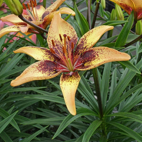 Lilium Tribal Dance - Lilies - Fluwel