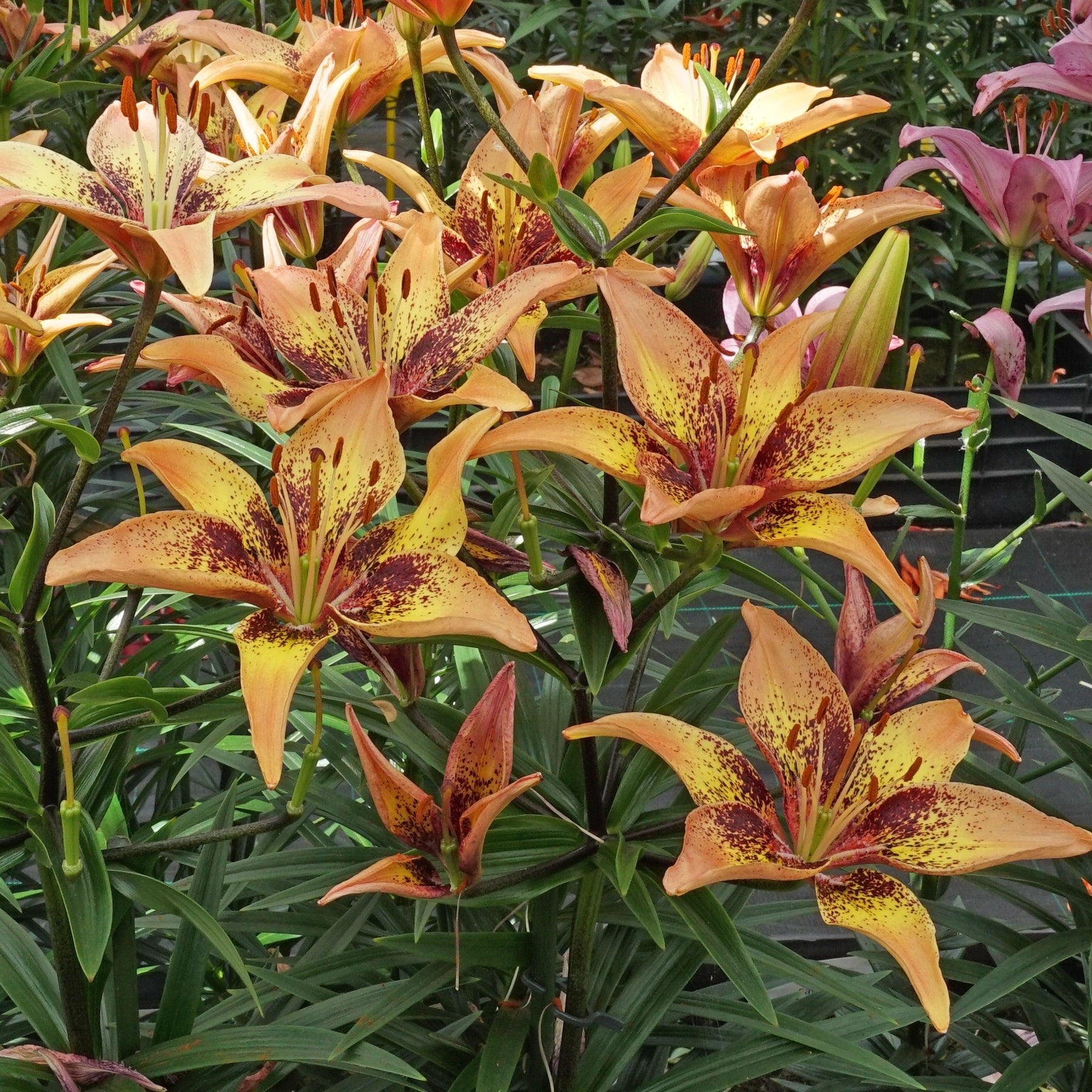 Lilium Tribal Dance - Lilies - Fluwel