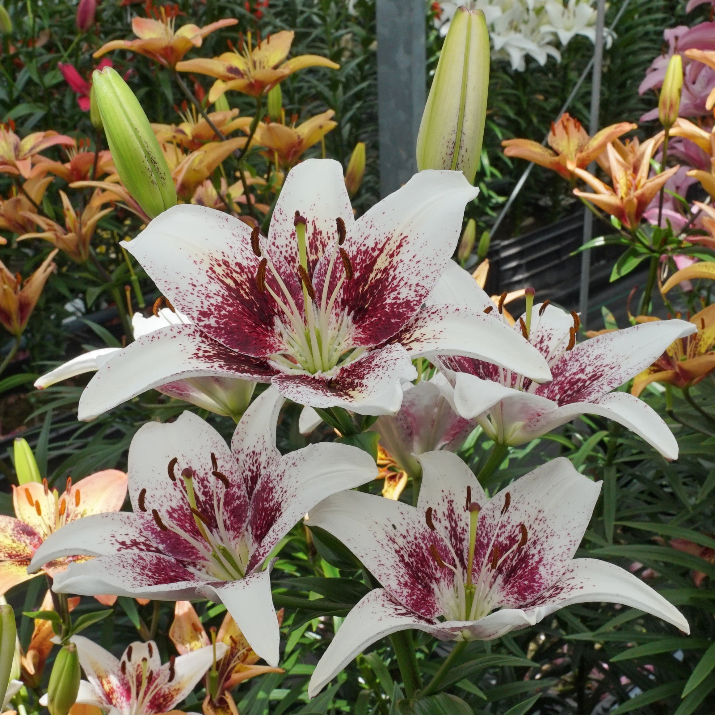 Lilium Tribal Kiss - Lilies - Fluwel
