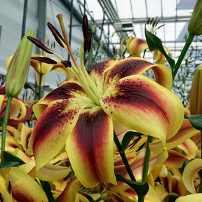 Lilium Viva la Vida (OAO) - Lilies - Fluwel