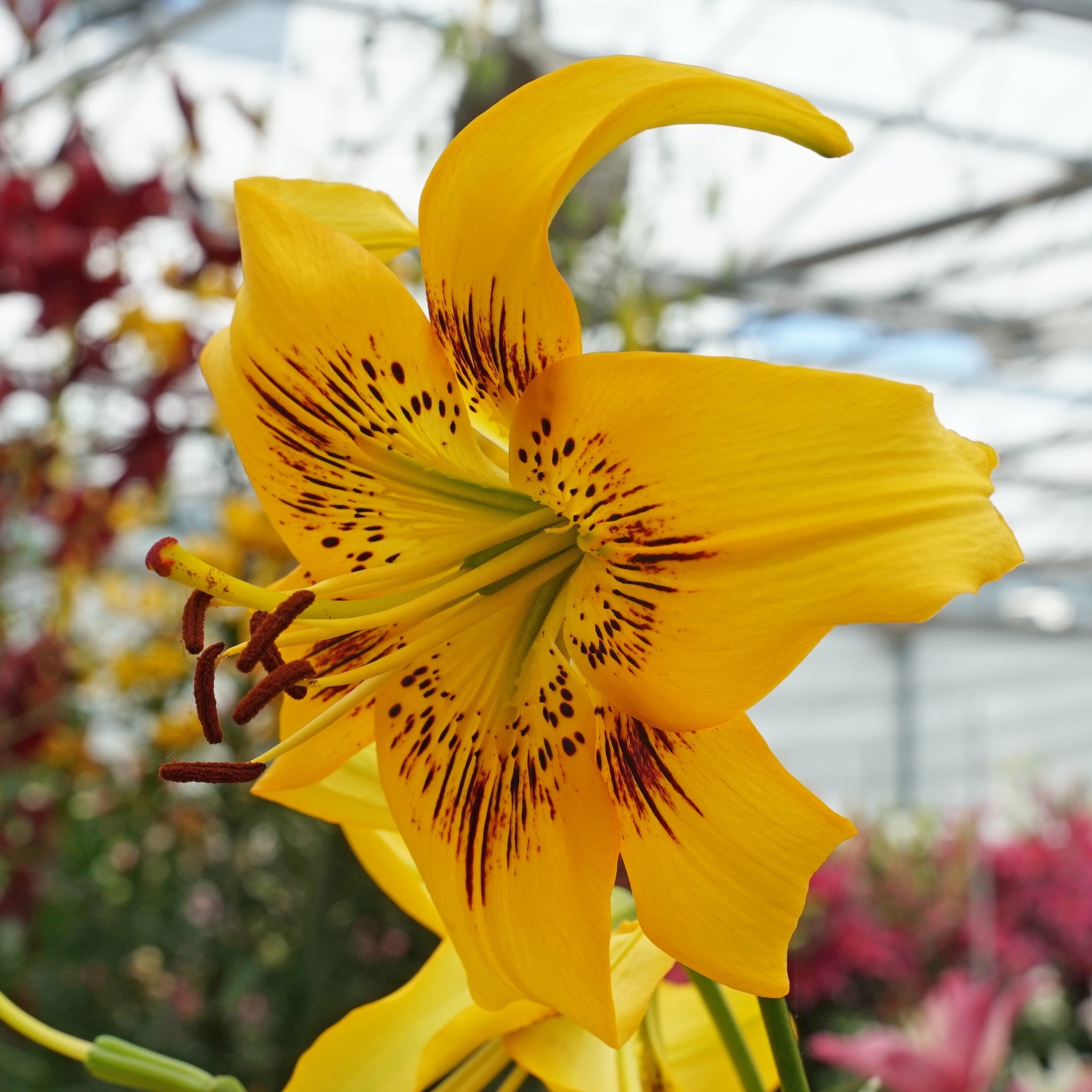 Lilium Yellow Bruse - gele lelie - Fluwel