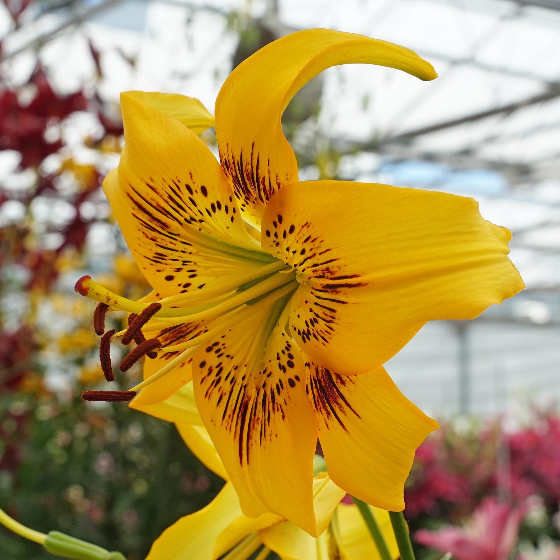 Lilium Yellow Bruse - Lilies - Fluwel