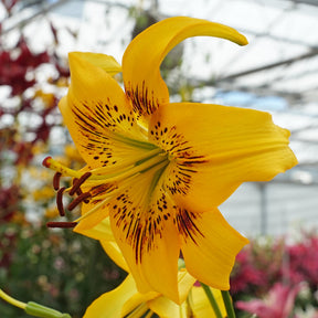 Lilium Yellow Bruse - Lilies - Fluwel