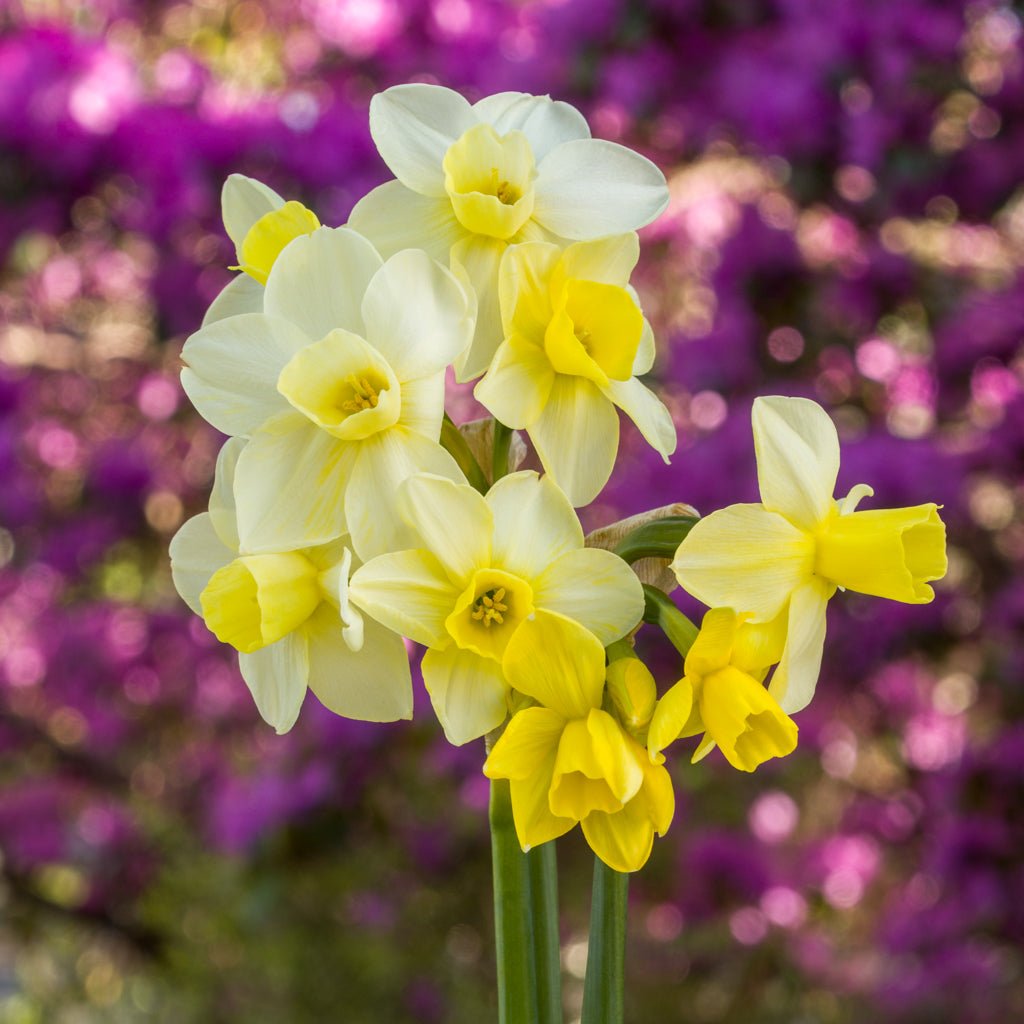 Limequilla - witte Jonquilla narcis - Fluwel