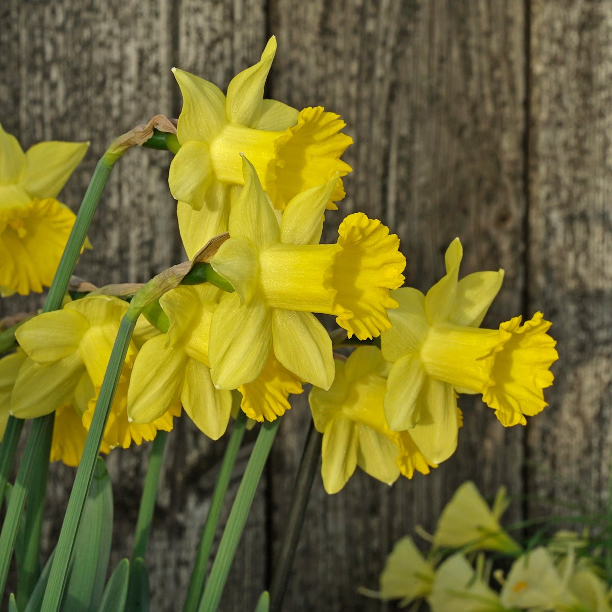Little Alfred - gele Trumpet narcis - Fluwel