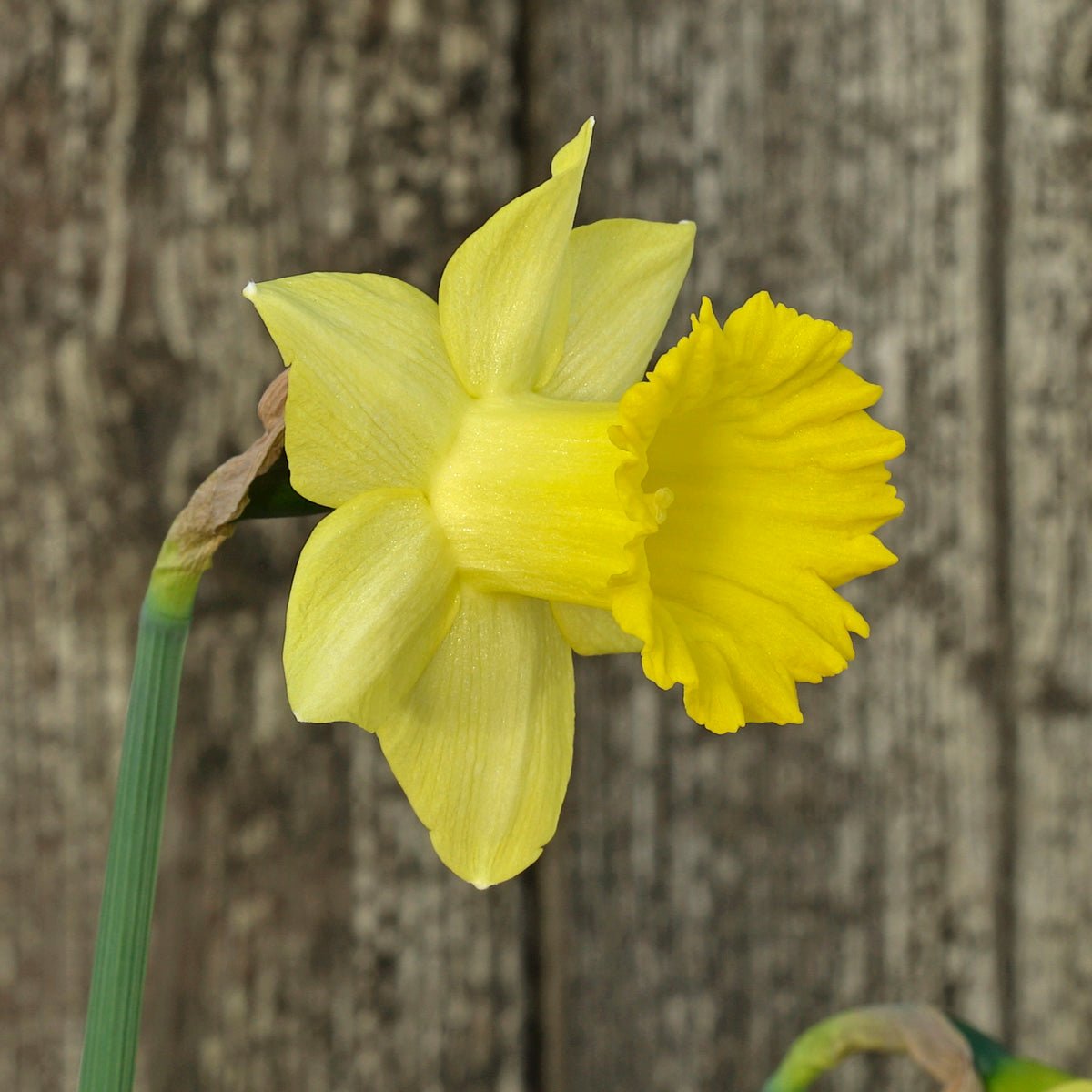Little Alfred - gele Trumpet narcis - Fluwel
