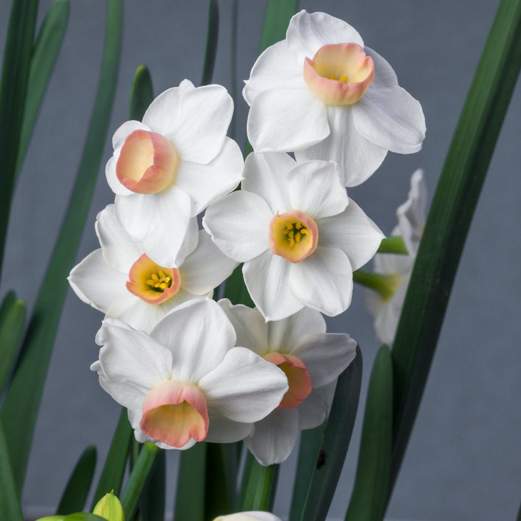 Little Dianne - Special Narcissus - Fluwel