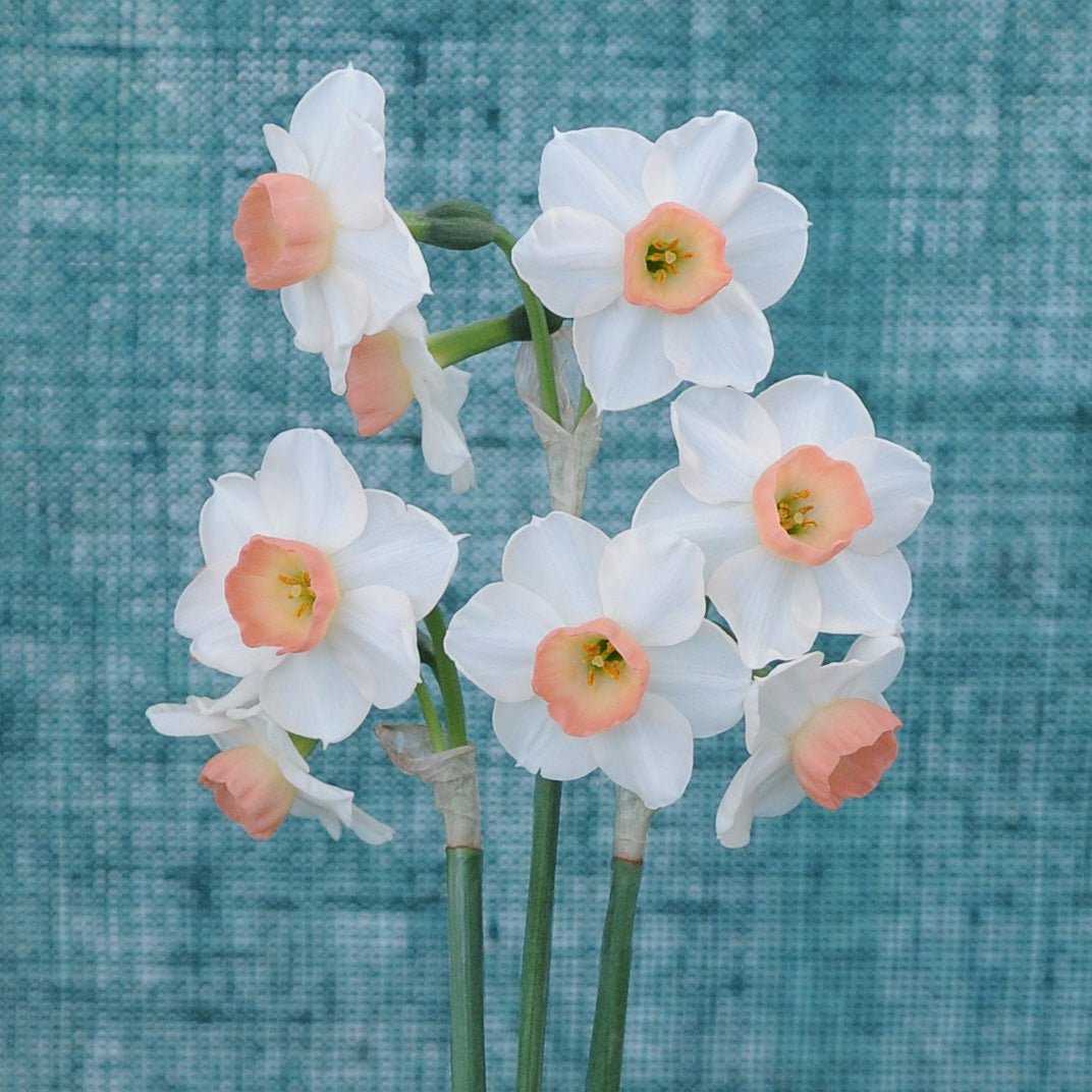 Little Dianne - Special Narcissus - Fluwel