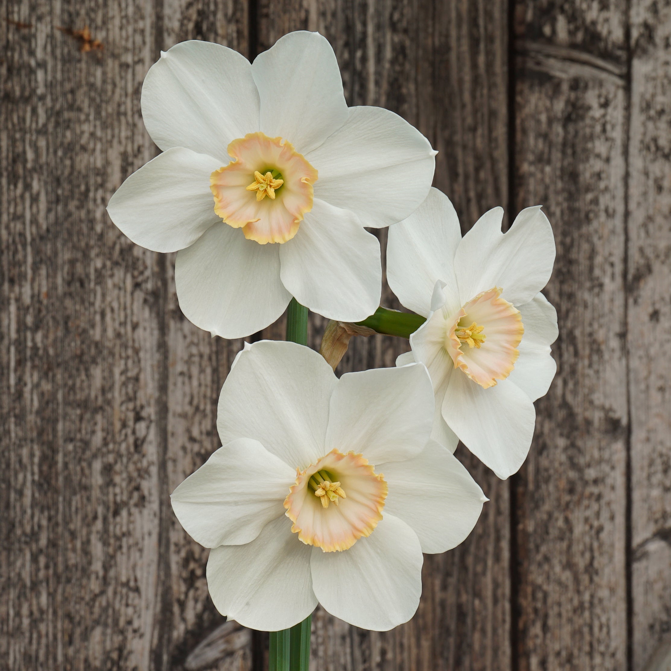 Little Jewel - Special Narcissus - Fluwel