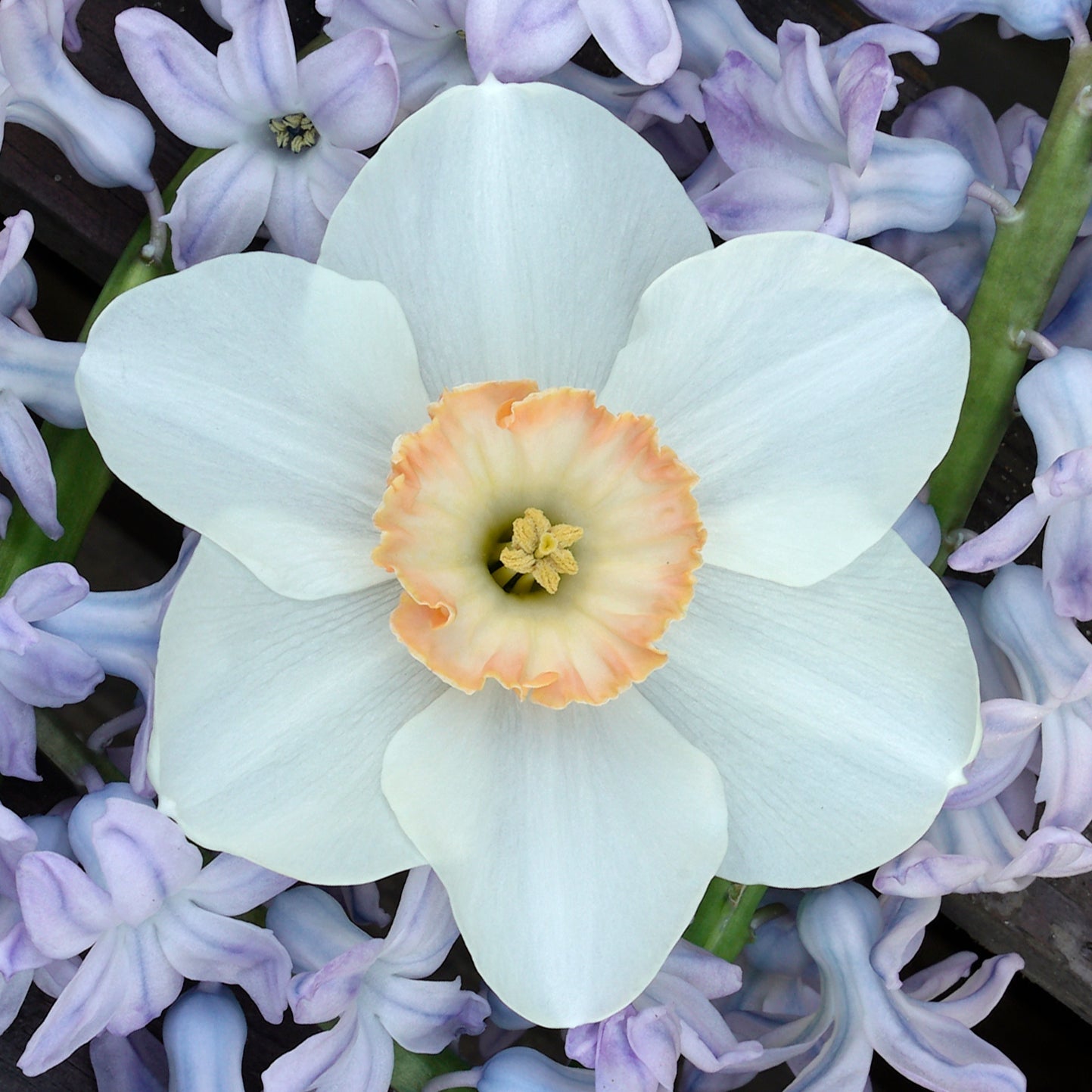 Little Jewel - Special Narcissus - Fluwel