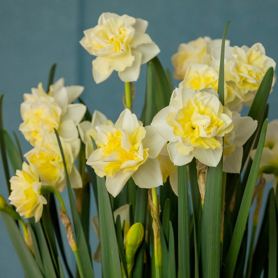 Little Kiwi - wit-gele Double narcis - Fluwel
