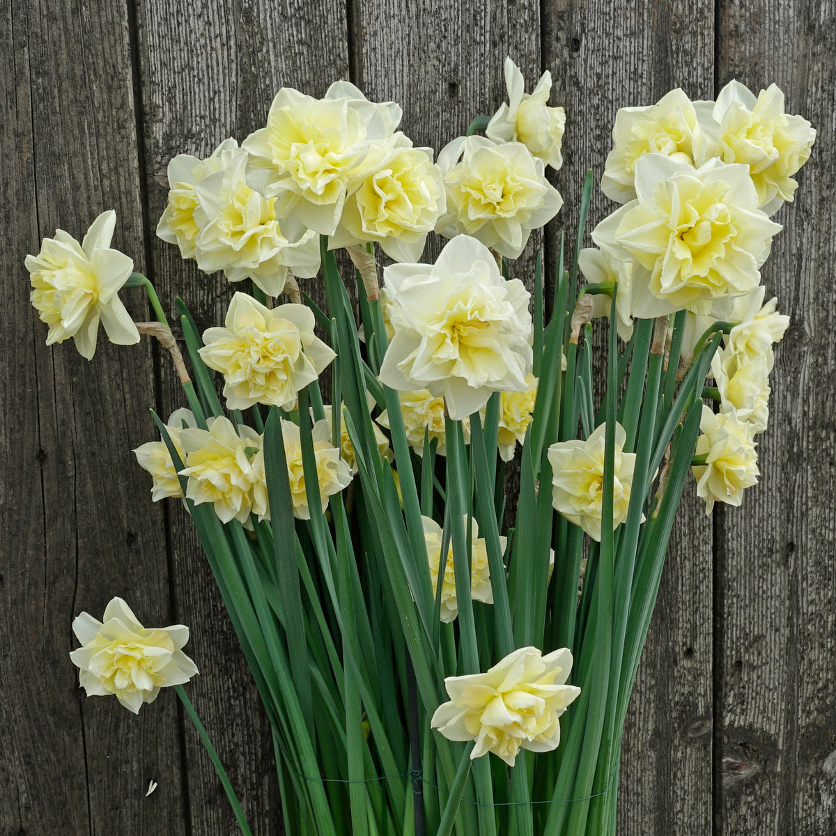 Little Kiwi - wit-gele Double narcis - Fluwel