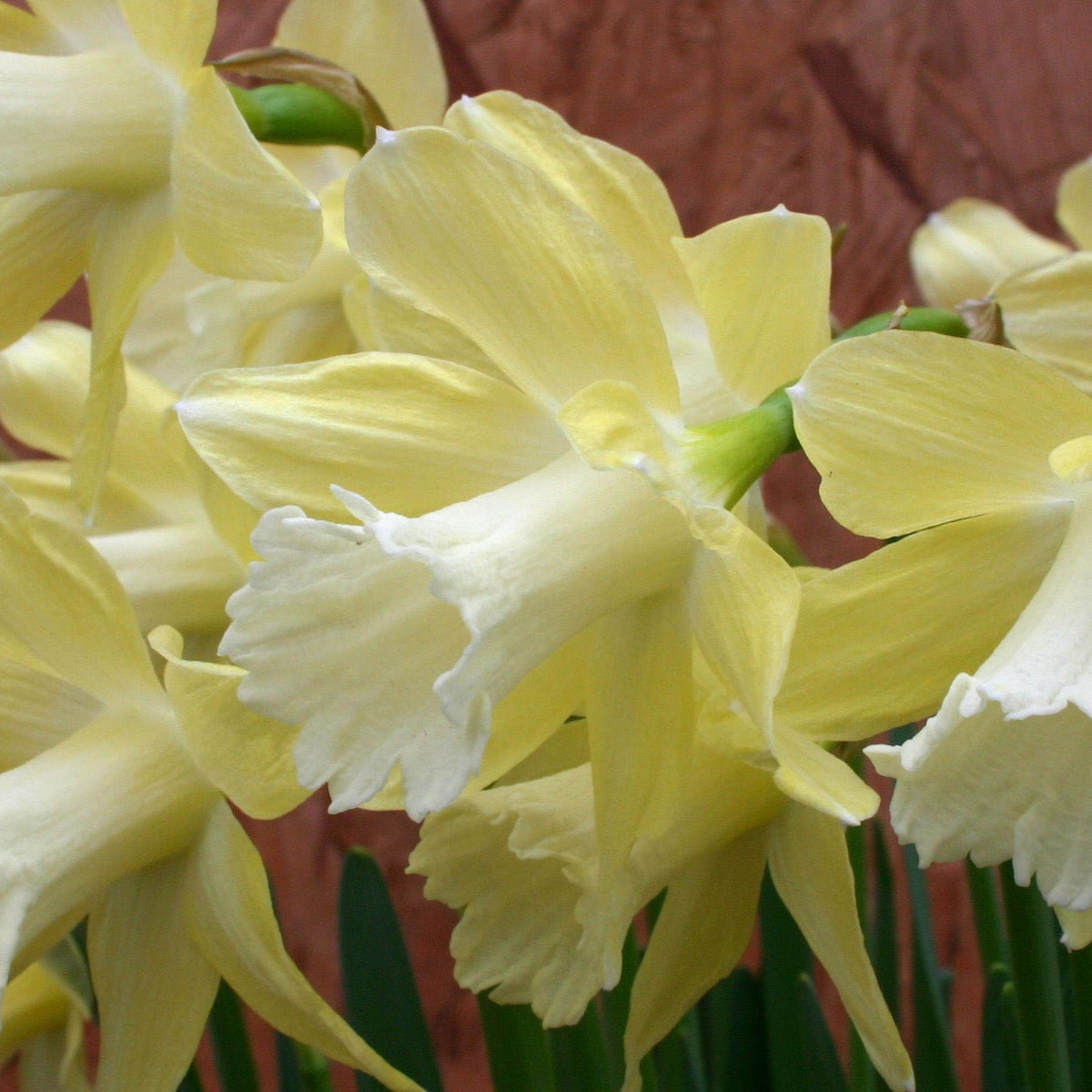 Little Spell - gele Trumpet narcis - Fluwel