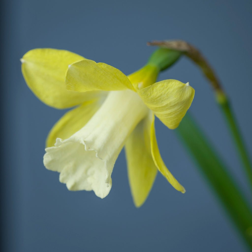 Little Spell - Special Narcissus - Fluwel